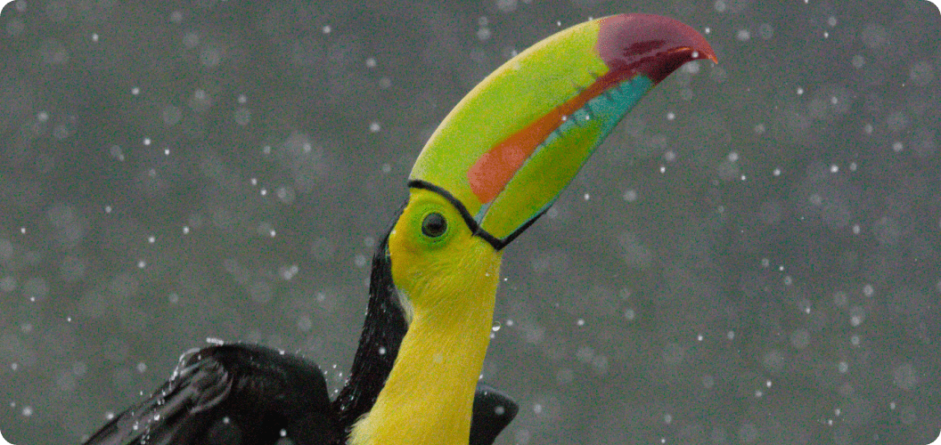 DxO PureRAW 5.3 denoise — keel-billed toucan before and after