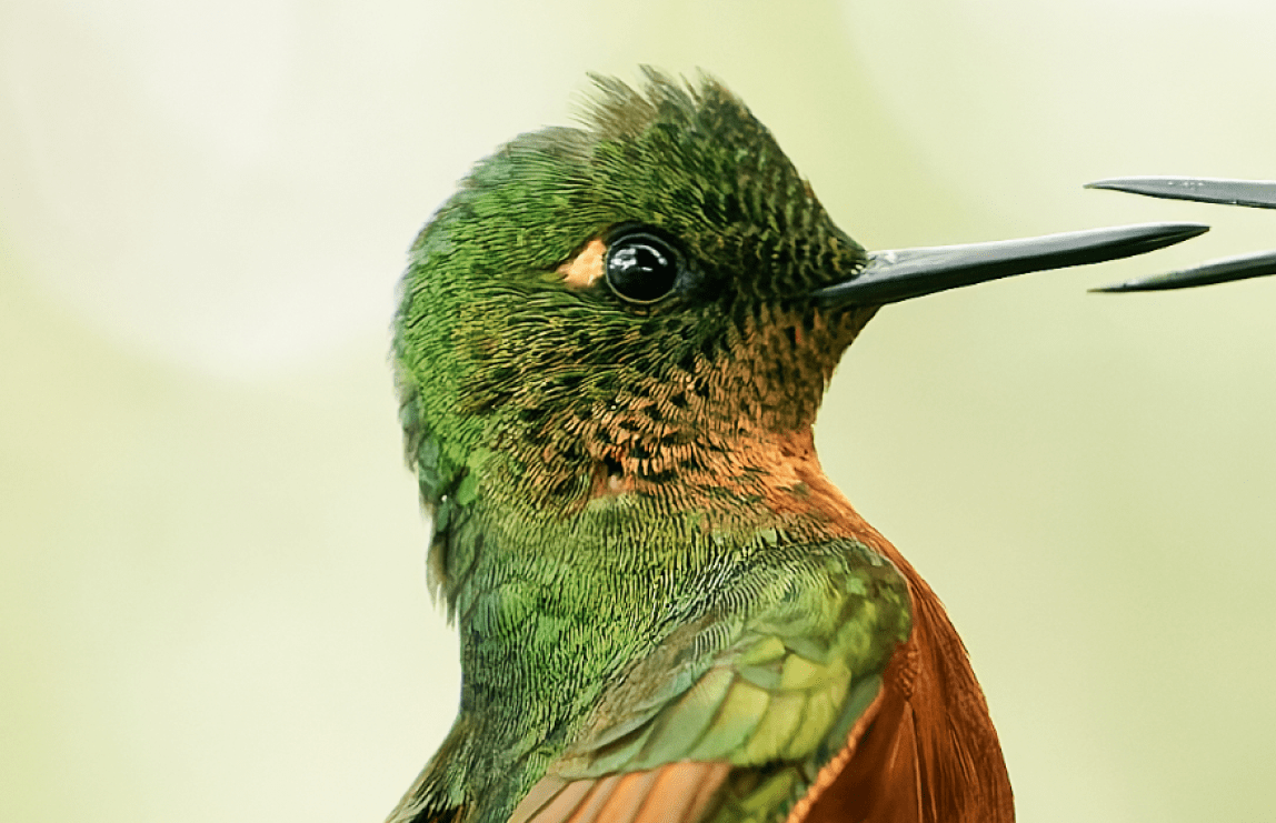 DxO PureRAW 6 β hummingbird before and after