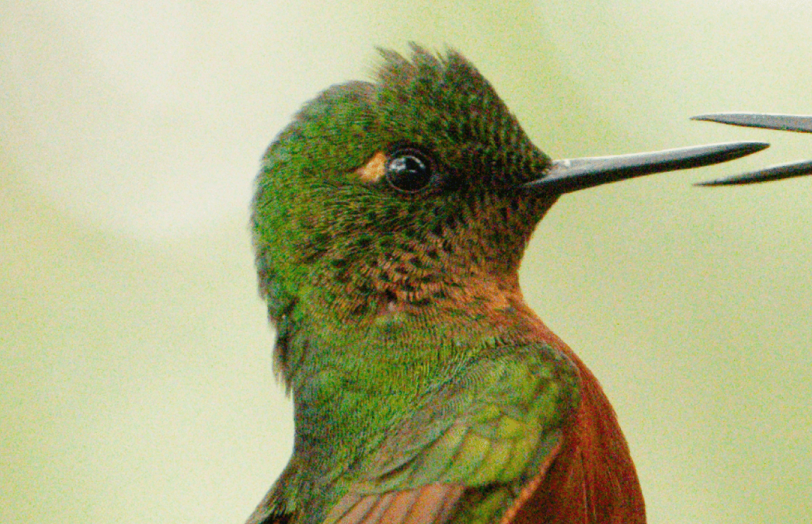 DxO PureRAW 6 β hummingbird before and after
